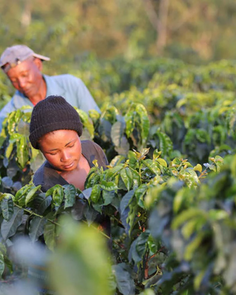 Tanzania Peaberry - Image 3